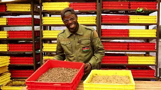 Cheaper but Best Feed for Chicken and Pigs | Black Soldier Fly Farming