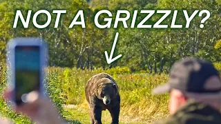 Grizzly Bears vs Brown Bears (the difference)