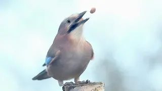 Bird Behaviour: Eurasian Jay Caching Acorns and Tossing Peanuts