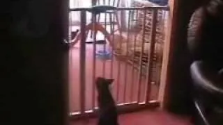 Stupid Cat