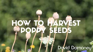 David Domoney's Ultimate Guide To Harvesting Poppy Seeds!