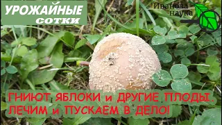 Лечим и используем гнилье с пользой! ГНИЮТ яблоки - ИСПРАВИМ!