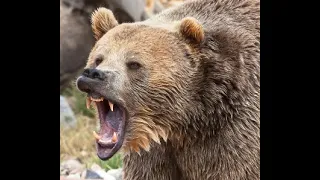 Hunter Shoots Partner During Grizzly Mauling