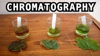 Leaf Color Chromatography - Bite Sci-zed