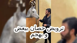 ترويض حصان بيعض و يهجم