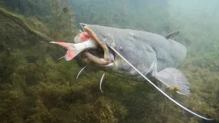 ÓRIÁS RAGADOZÓT FOGTAK A TISZÁBAN - GIANT CATFISH CAUGHT NEAR TOKAJ