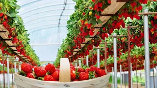Excelente cultivo hidropónico de fresas en invernadero y proceso de cosecha satisfactorio