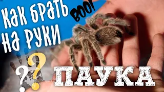 Паук птицеед КАК БРАТЬ ЕГО НА РУКИ, несколько способов. БотаникLIVE