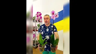 Орхидеи Фаленопсис Поинт микс, цена 300 гривен! Бронь в вайбер 0996782355 #орхидеи #погородний