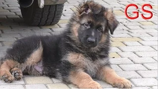 СУПЕР СМЕШНОЙ ЩЕНОК Немецкой Овчарки 2 мес. Super funny puppy. Одесса.