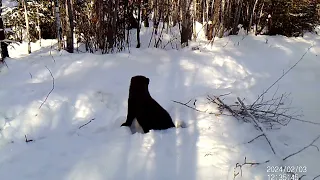 Trail camera February 3rd: Fisher