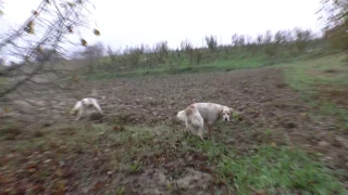 In Italy, Dogs And Truffle Hunter Reveal Truffle Secrets