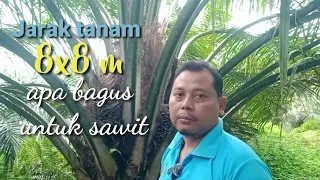 Penjelasan jarak tanam sawit 8x8 m