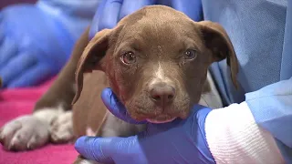 Humane Society offers $11,000 reward to catch person who tossed puppies from car