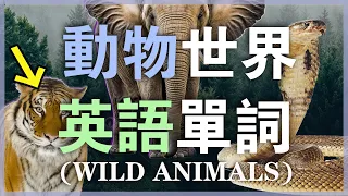 【從零开始学英语】100個動物世界英語單詞發音教學/零基础学英语/美式发音保姆级听力练习 Nate-Onion English