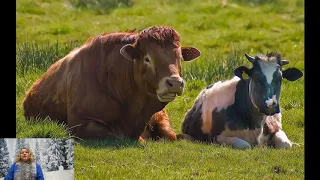 Интересные факты о быках коровах