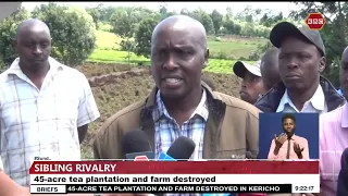 4 brothers in Kericho are counting losses after their sisters destroyed 45 acre tea farm