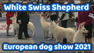 White Swiss Shepherd European dog show 2021 Budapest Hungary