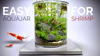 Easy Planted Aquajar for shrimp anyone can build