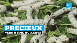 Les précieux vers à soie du Kenya