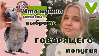 Ваш идеальный говорящий попугай: как сделать правильный выбор