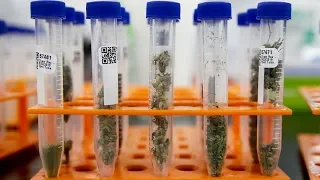 Many California marijuana products failing safety tests | ABC7