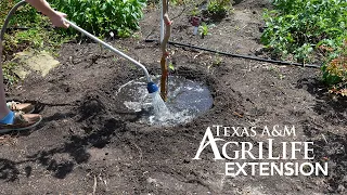 Watering Trees in the Summer