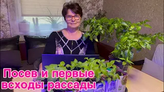 Первые всходы рассады. Что делать?