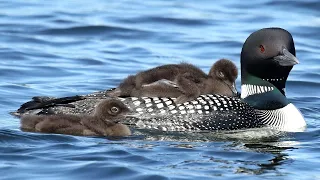 Common loons and their calls