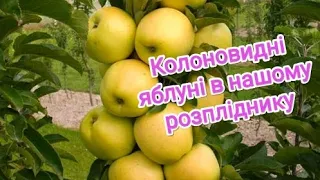 Колоновидні яблуні та консультація клієнтів / Columnar apple trees and customer consultation