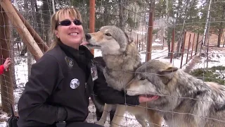 Explore Colorado: Colorado Wolf and Wildlife Center