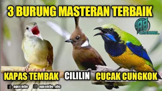 Cucak cungkok || cililin || kapas tembak || 3 burung masteran terbaik