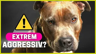 5 Attribute von Listenhunden - So gefährlich sind Kampfhunde wirklich!