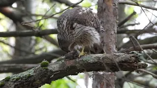 Coopers Hawk with breakfast