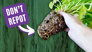 12 Deadly Repotting Mistakes to Avoid!