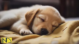 20 HOURS of Dog Calming Music For Dogs🎵🐶Anti Separation Anxiety Relief🐶💖dog relaxation🎵 NadanMusic