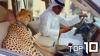 10 Most Unusual Pets People Actually Own | Vivid