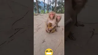 Angry Mother monkey doesn't allow anyone to touch her baby #shorts#video#rels