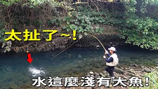 竟然釣到這個 在城市裡的秘境釣點 水這麼淺 也有大魚 超強神級假餌 中魚好簡單~ft.@po01 渓流釣り【漁樂爽報】Fishing Fun NEWS EP134 #路亞  #钓鱼 #釣り