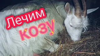 #Коза отказывается от еды/что делать?!