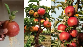 Unique Technique To Grow Apple Trees From Apple With A Glass Of Water/Grow apple tree from apple