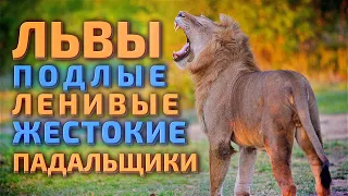 Разоблачение львов - интересные факты о львах