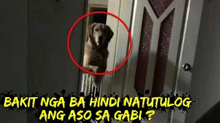 Hindi natutulog ang Aso sa gabi hanggang sa nalaman nila kung bakit! #IstoryadorTV