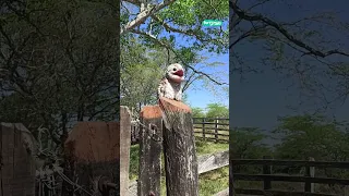 😮 Urutaú Nictibian ghost bird perches on fence post #shorts