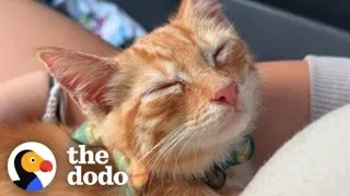 Guy Rescues Kitten From Dumpster | The Dodo
