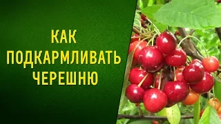 Как подкармливать черешню