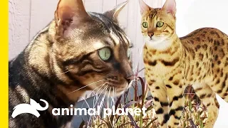 These Beautiful Bengal Cats Are Incredibly Intelligent | Cats 101
