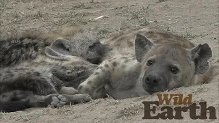 WildEarth - Sunset - 29 September 2020