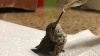 Feeding a baby hummingbird.