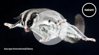 How gliding marsupials got their 'wings'